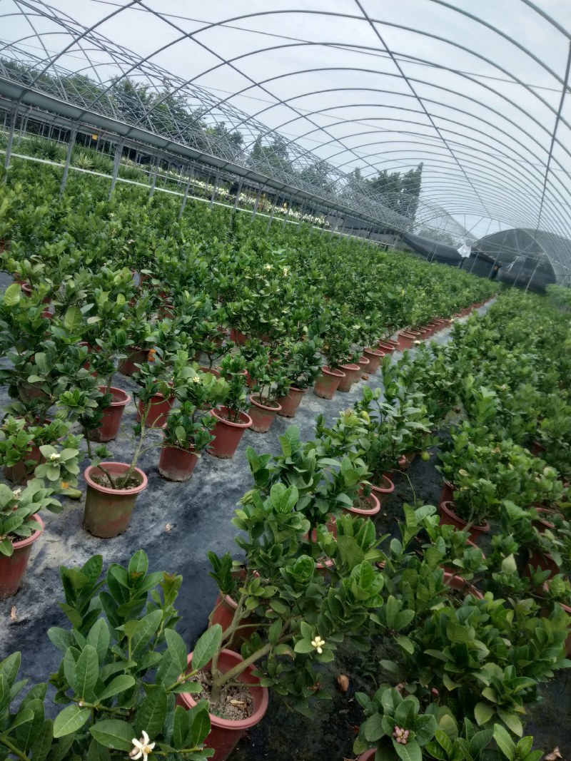 佛手苗，川佛手，杯苗，带果苗杯苗，地苗，四季挂果，
