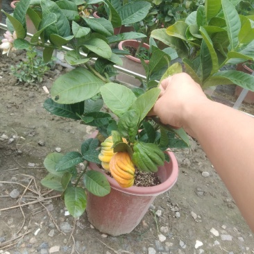 佛手苗，川佛手，杯苗，带果苗杯苗，地苗，四季挂果，