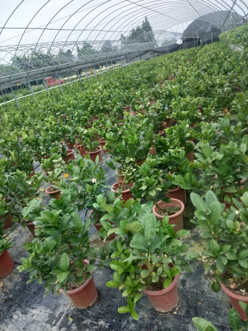 佛手苗，川佛手，杯苗，带果苗杯苗，地苗，四季挂果，