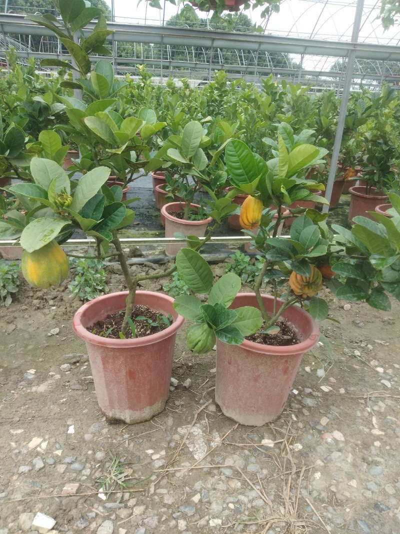 佛手苗，川佛手，杯苗，带果苗杯苗，地苗，四季挂果，