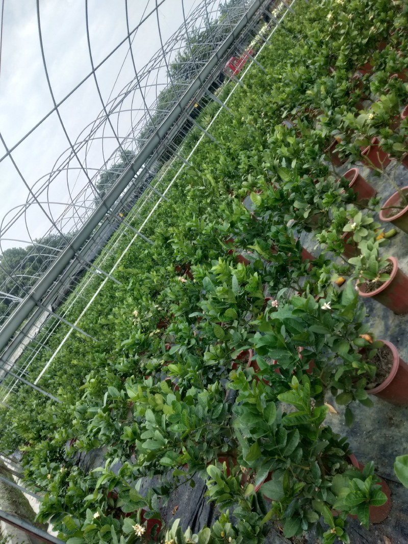 佛手苗，川佛手，杯苗，带果苗杯苗，地苗，四季挂果，