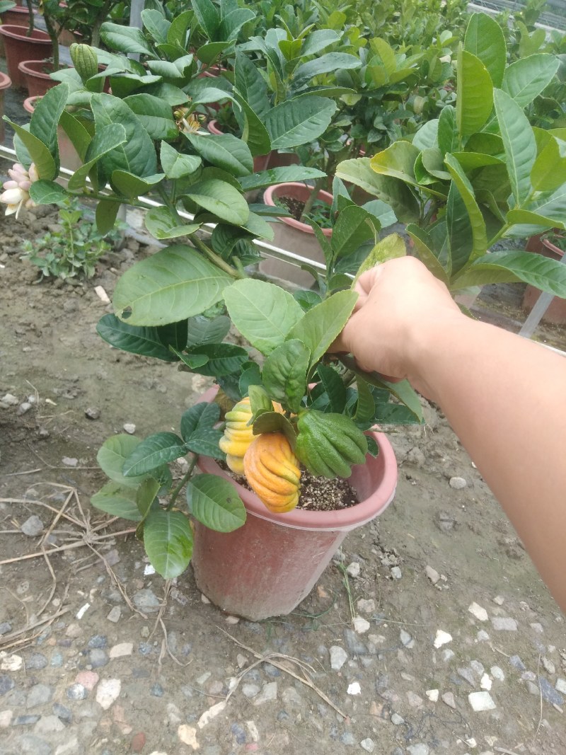 佛手苗，川佛手，杯苗，带果苗杯苗，地苗，四季挂果，