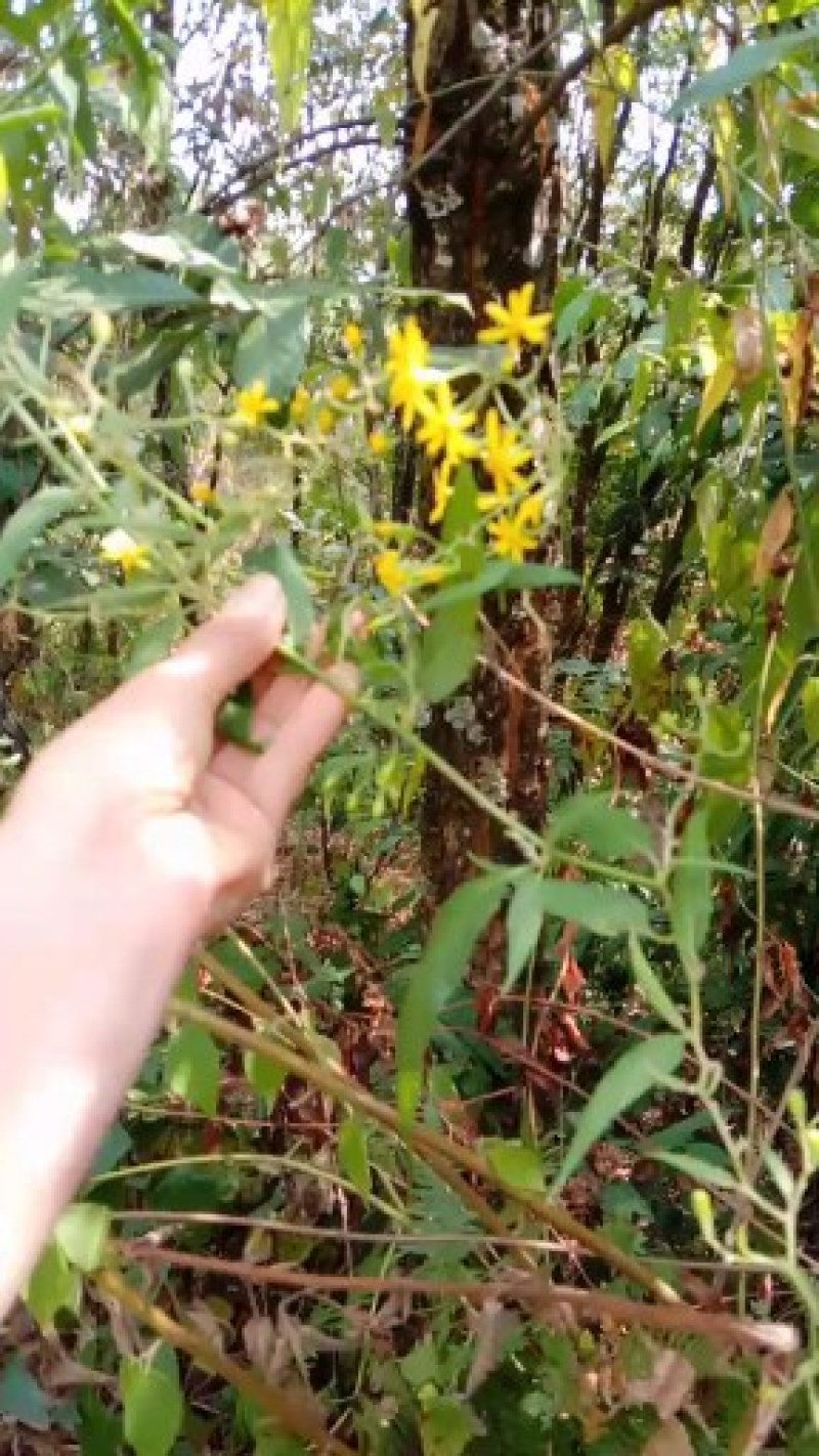云南野生千里光一手货源包邮