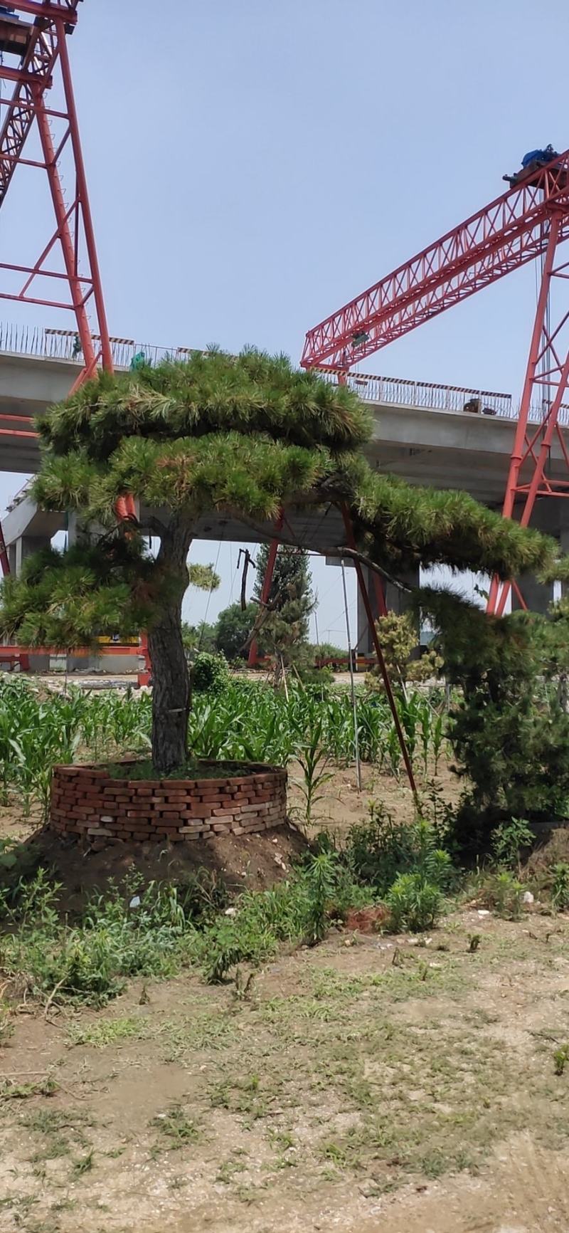 长年出售，景观松，造型松，盆景，欢迎老板选购