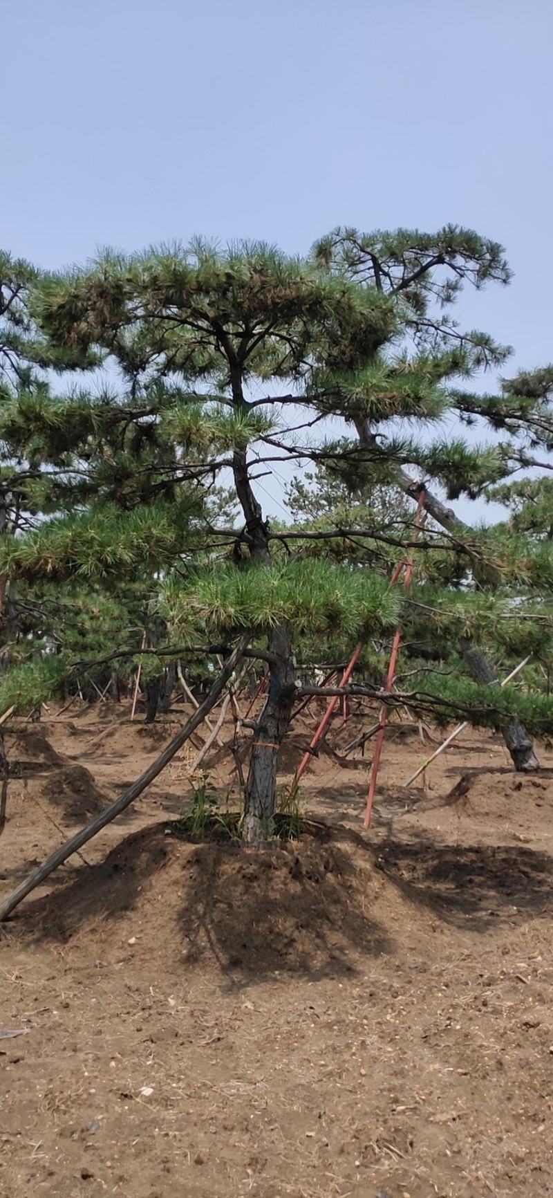 长年出售，景观松，造型松，盆景，欢迎老板选购