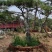 长年出售，景观松，造型松，盆景，欢迎老板选购