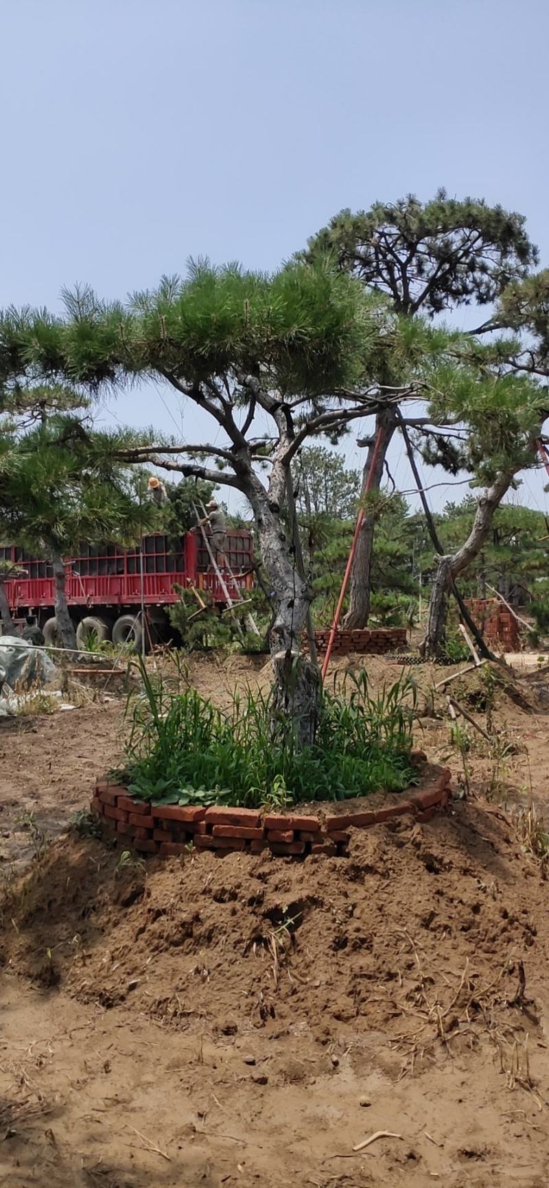 长年出售，景观松，造型松，盆景，欢迎老板选购