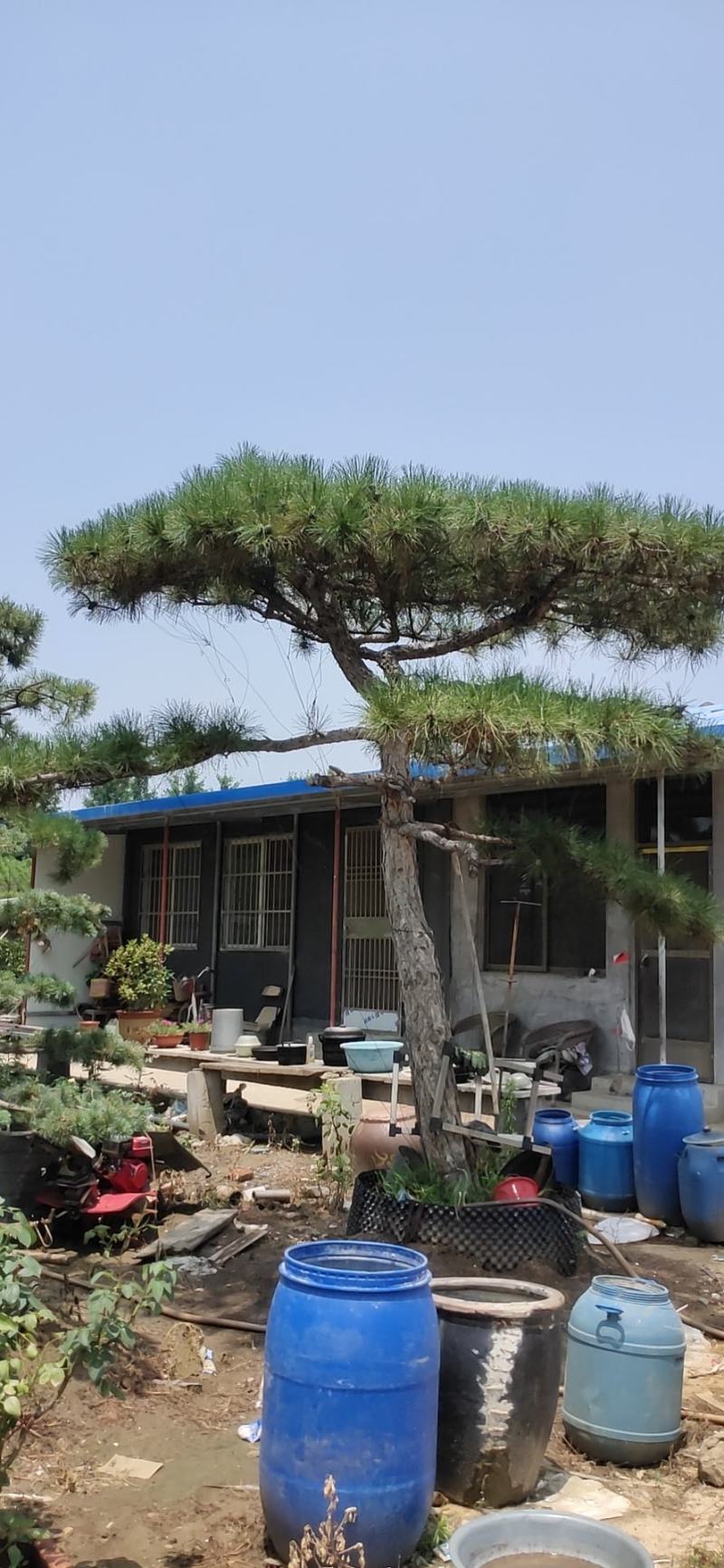 长年出售，景观松，造型松，盆景，欢迎老板选购