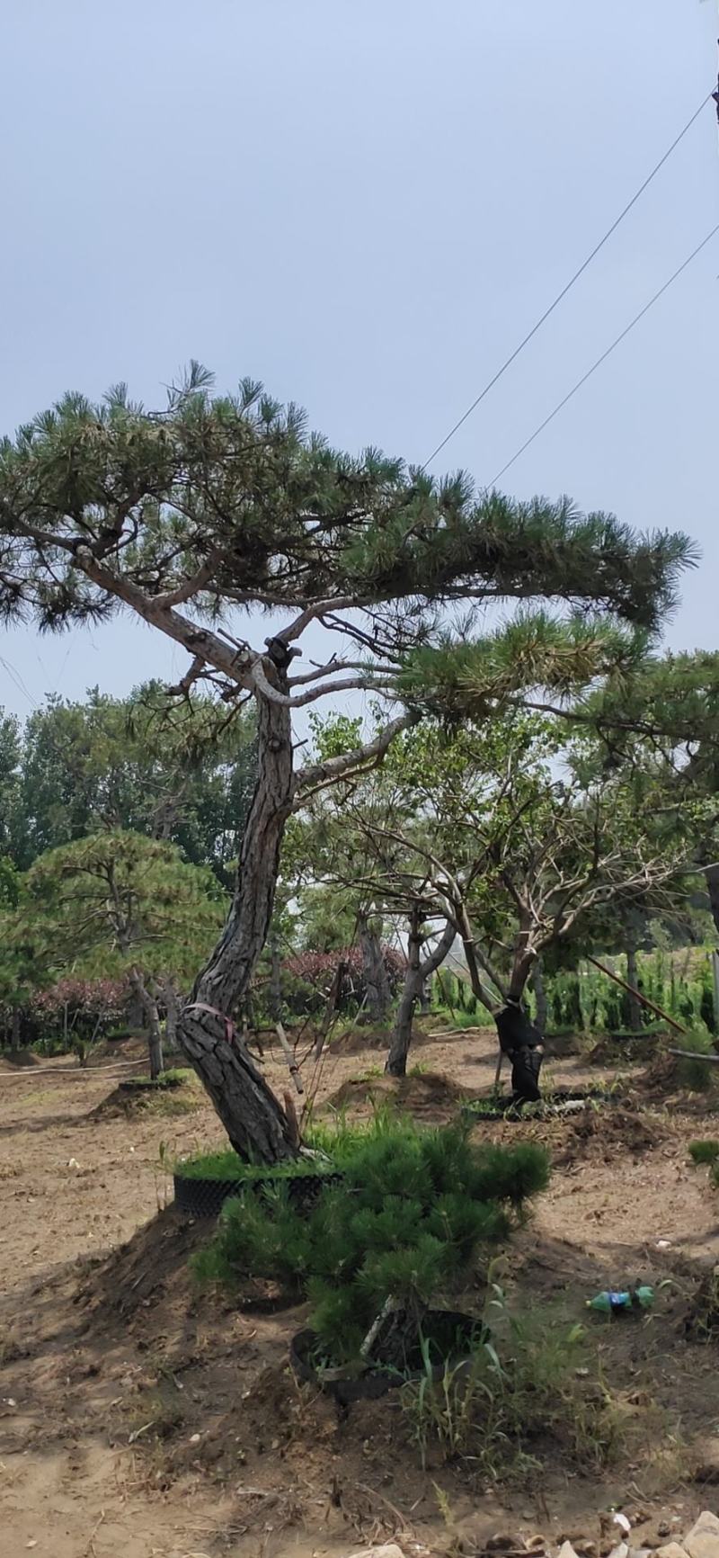 长年出售，景观松，造型松，盆景，欢迎老板选购