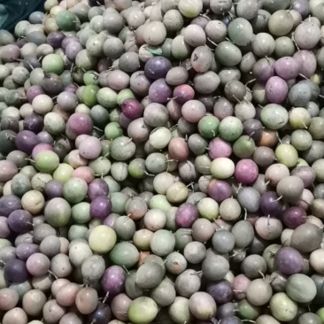 云南德宏台农高山百香果，品质优，味道甜美