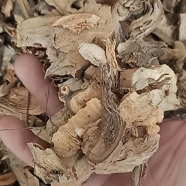 正品苎麻根中药材苎麻根抽根苎麻头贮麻根