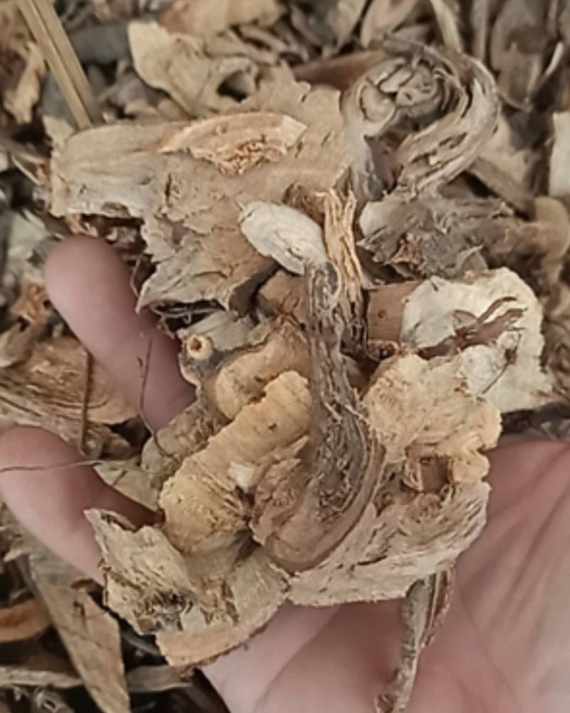 正品苎麻根中药材苎麻根抽根苎麻头贮麻根