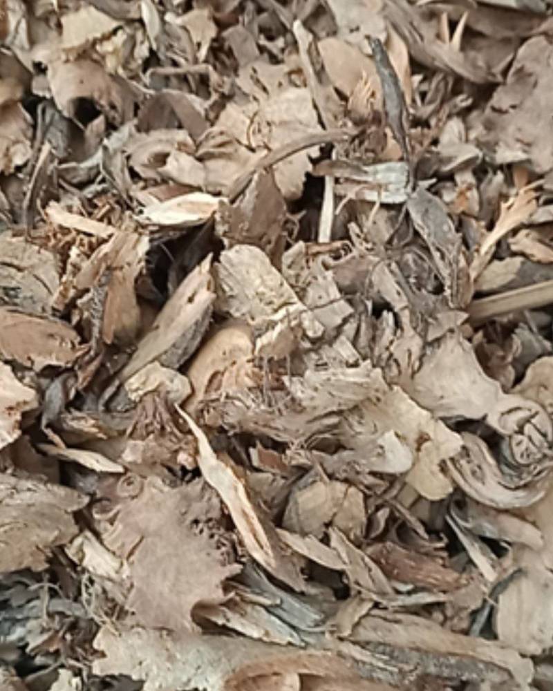 正品苎麻根中药材苎麻根抽根苎麻头贮麻根