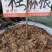 正品苎麻根中药材苎麻根抽根苎麻头贮麻根