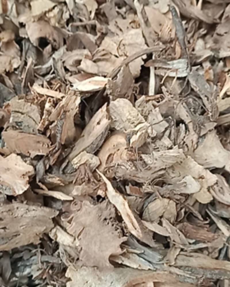 正品苎麻根中药材苎麻根抽根苎麻头贮麻根