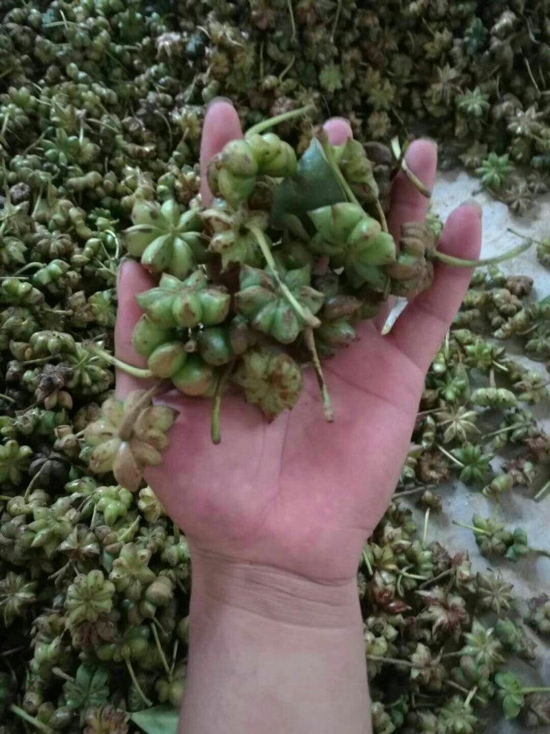 常年供货高山绿色生八角