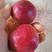 珍珠枣油桃大量上市，颜色漂亮果形好看产地直销，整车发货！