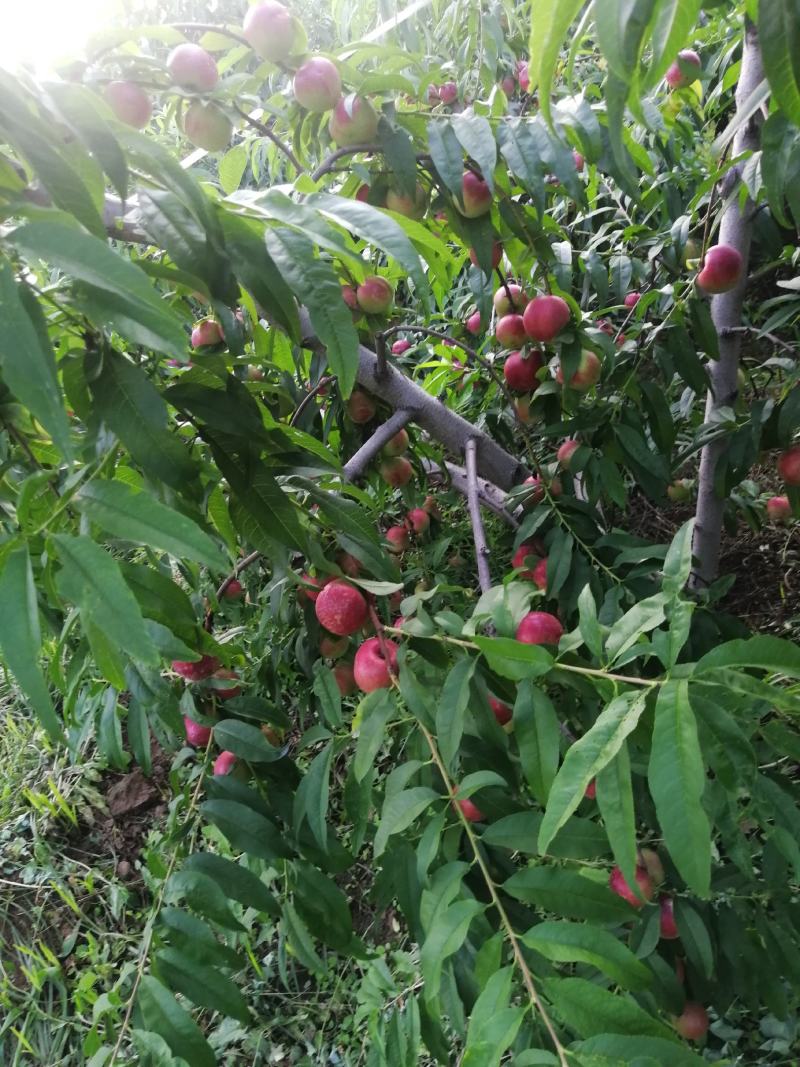 珍珠枣油桃大量上市/颜色漂亮果形好看/产地直发/整车发货