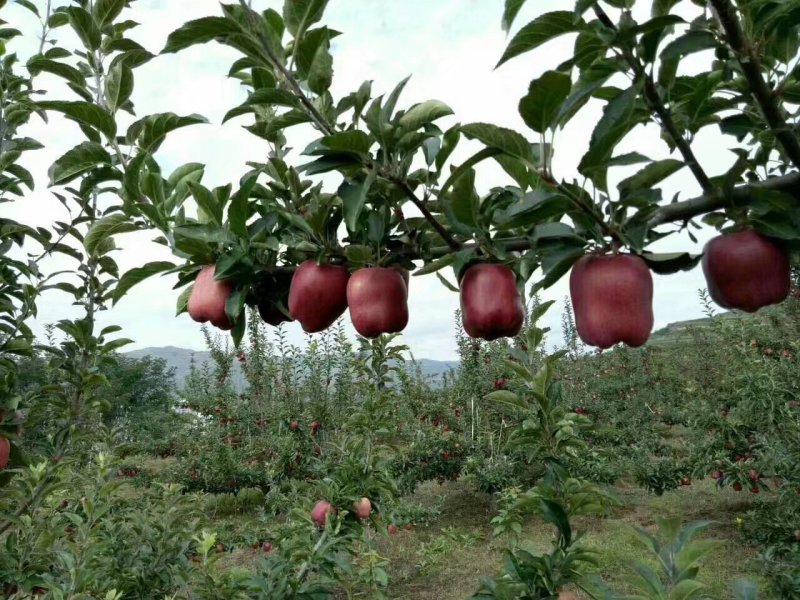 甘肃天水山地蛇果花口感特别好，品种好味道甜