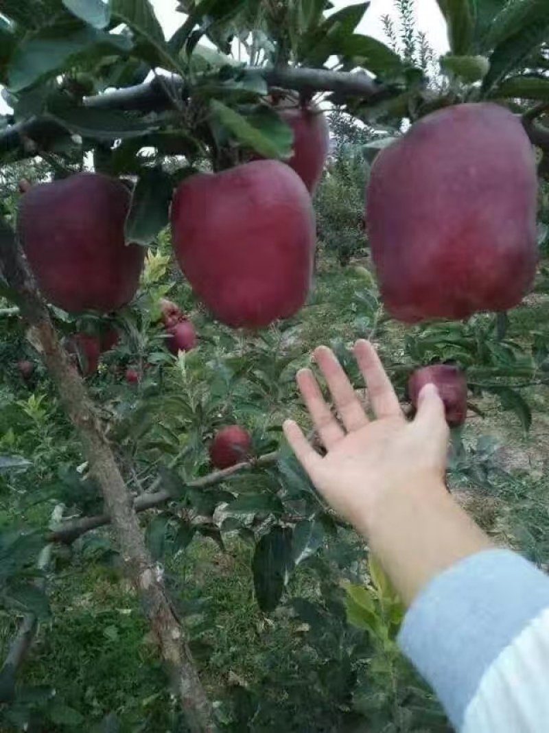 甘肃天水山地蛇果花口感特别好，品种好味道甜