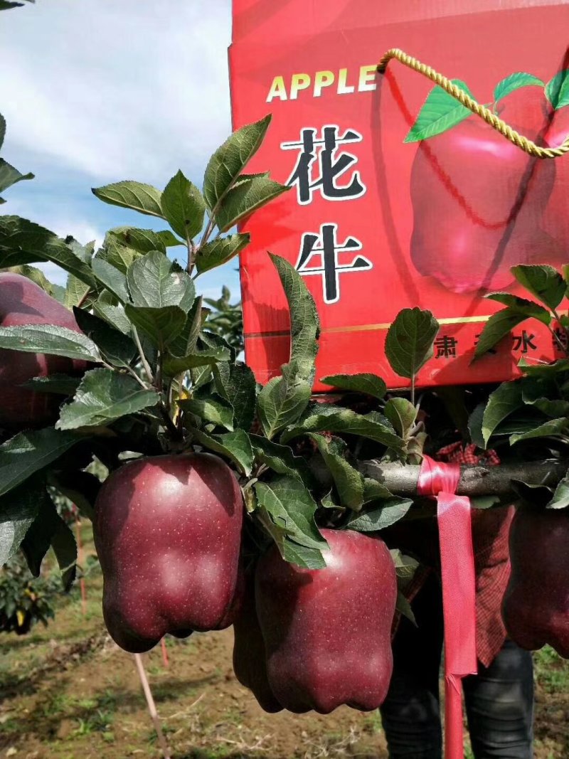 甘肃天水山地蛇果花口感特别好，品种好味道甜