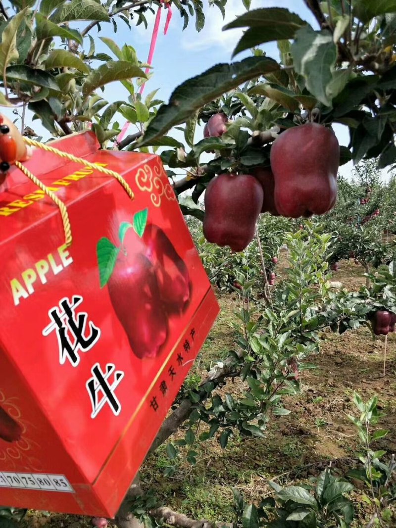 甘肃天水山地蛇果花口感特别好，品种好味道甜