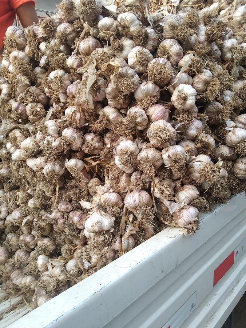 安丘市红皮白皮大蒜大量供应中代收代发。。