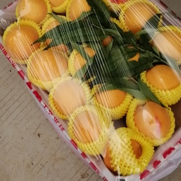 徐州丰县大沙河黄桃基地，主营黄金密品种，金陵黄露品种繁多