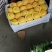 徐州丰县大沙河黄桃基地，主营黄金密品种，金陵黄露品种繁多