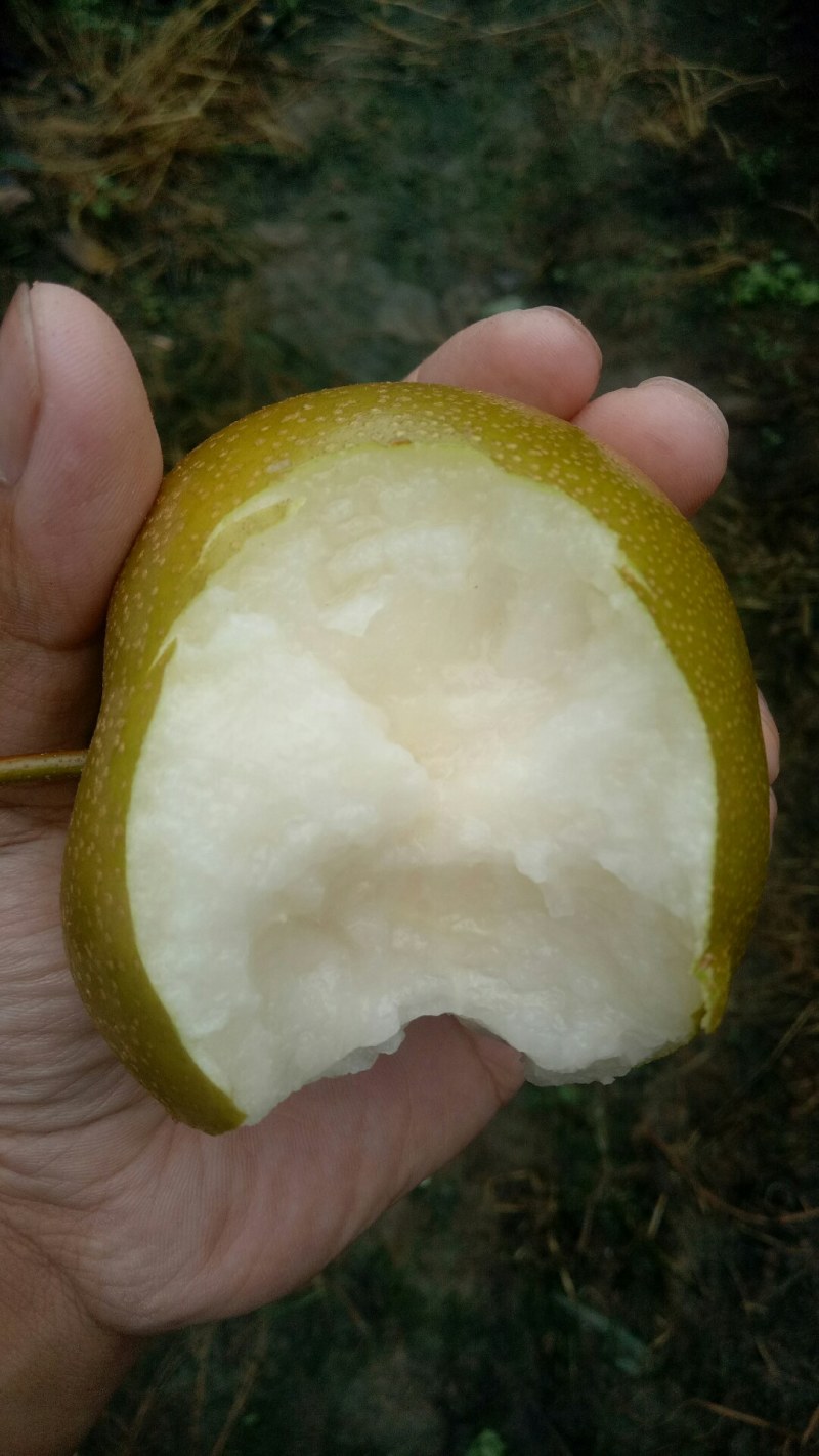 湖北枣阳圆黄梨，可视频看货，产地直供，货源充足