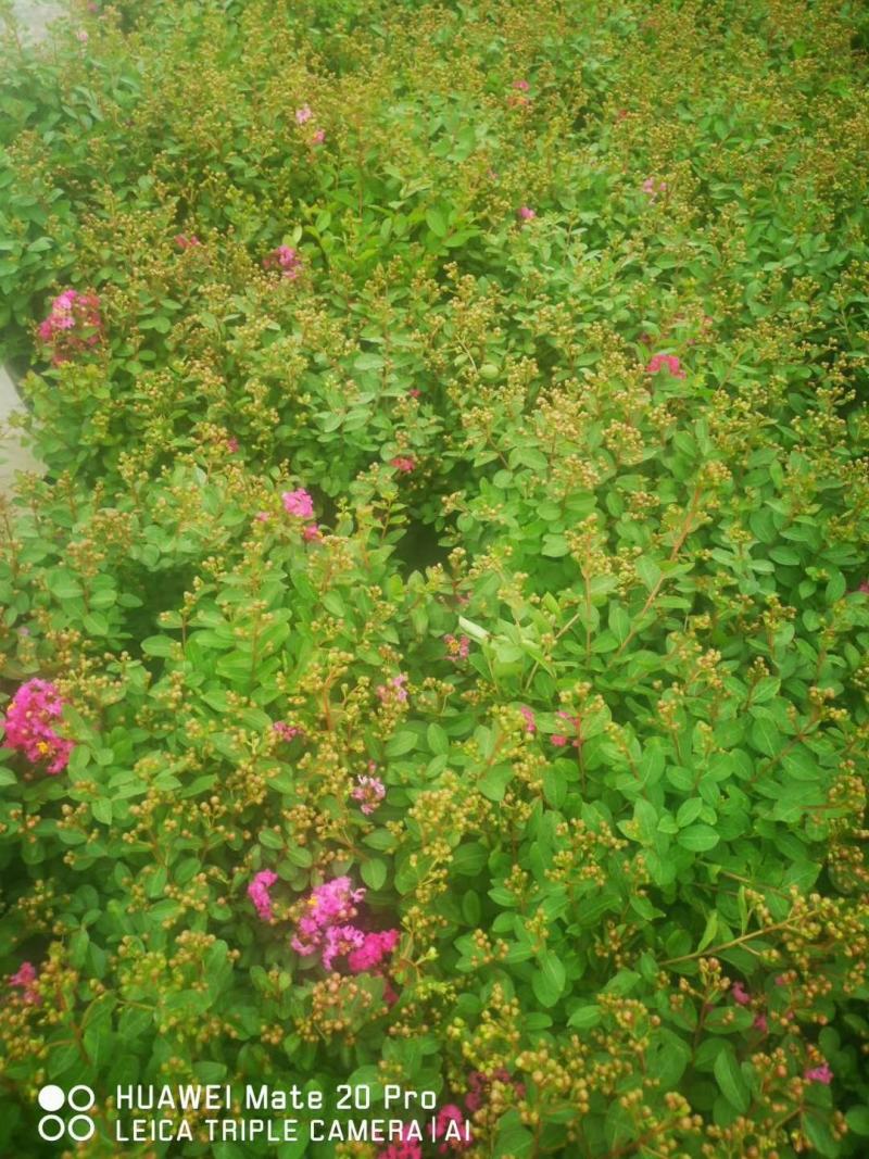 千屈菜杯苗开花的千屈菜40公分以上的千屈菜