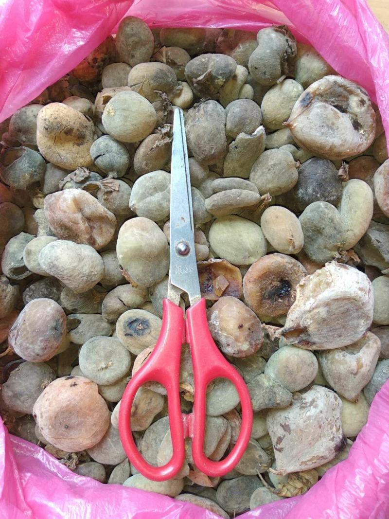 贵州铜仁野生五倍子干货化工原料角倍产地直发肚倍无杂质倍花