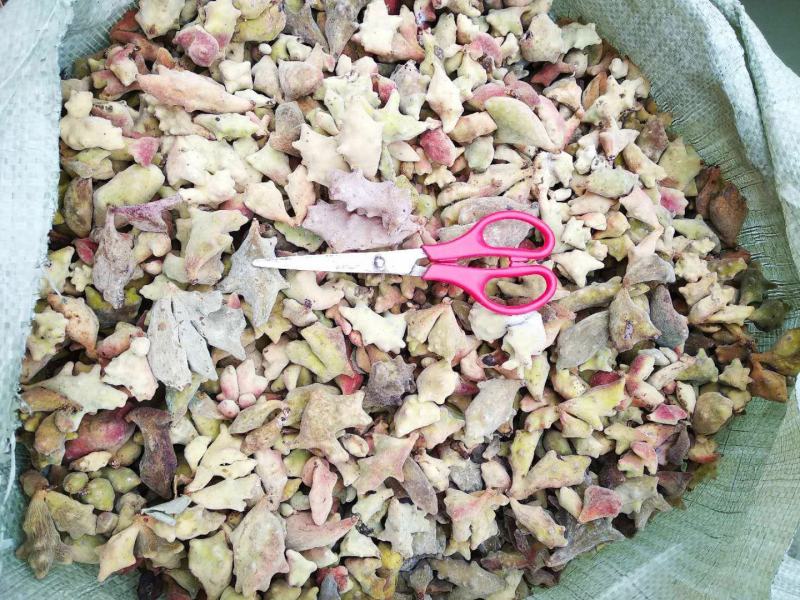 贵州铜仁野生五倍子干货化工原料角倍产地直发肚倍无杂质倍花