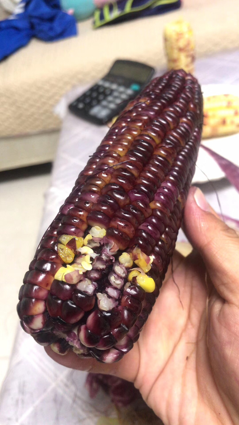 五彩甜糯玉米