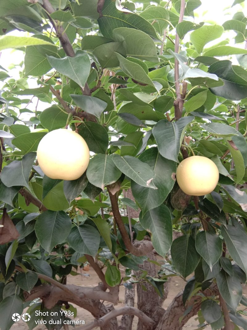 皇冠梨种植基地热卖中