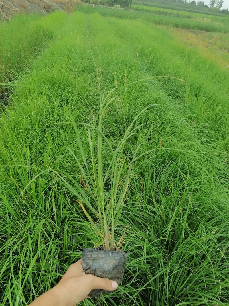 紫穗狼尾草13杯紫穗狼尾草基地直销可视频看货