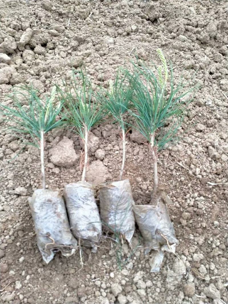 华山松杯苗，华山松大田，苗木农户，量大从优