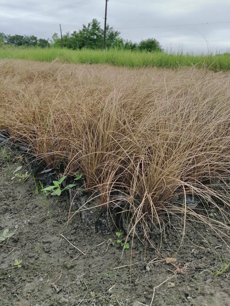 成都棕红苔草，26杯棕红苔草，高30冠30