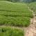 华山松杯苗，华山松大田，苗木农户，量大从优