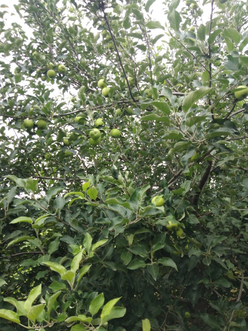 优质的美八苹果准备上市了，欢迎朋友们选购