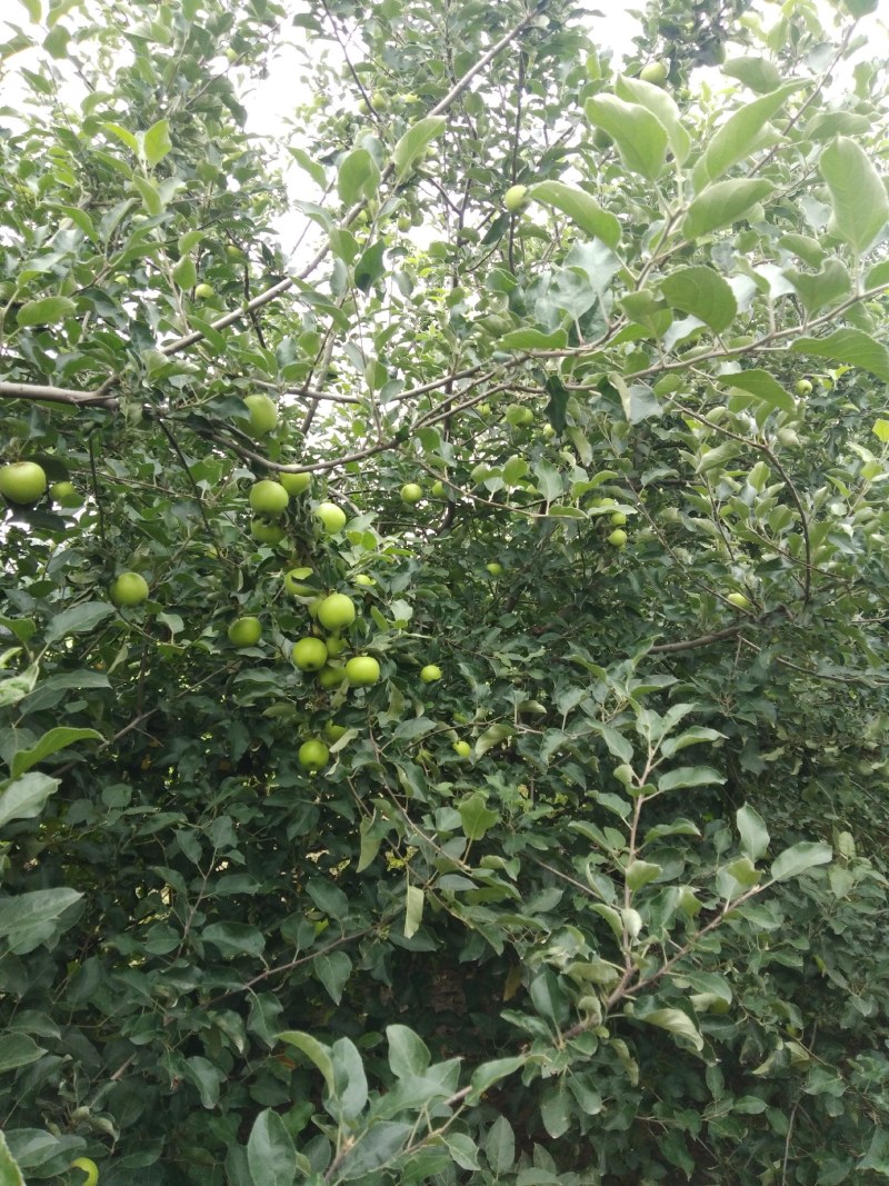 优质的美八苹果准备上市了，欢迎朋友们选购
