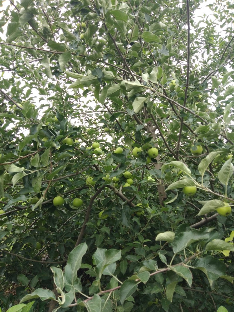 优质的美八苹果准备上市了，欢迎朋友们选购