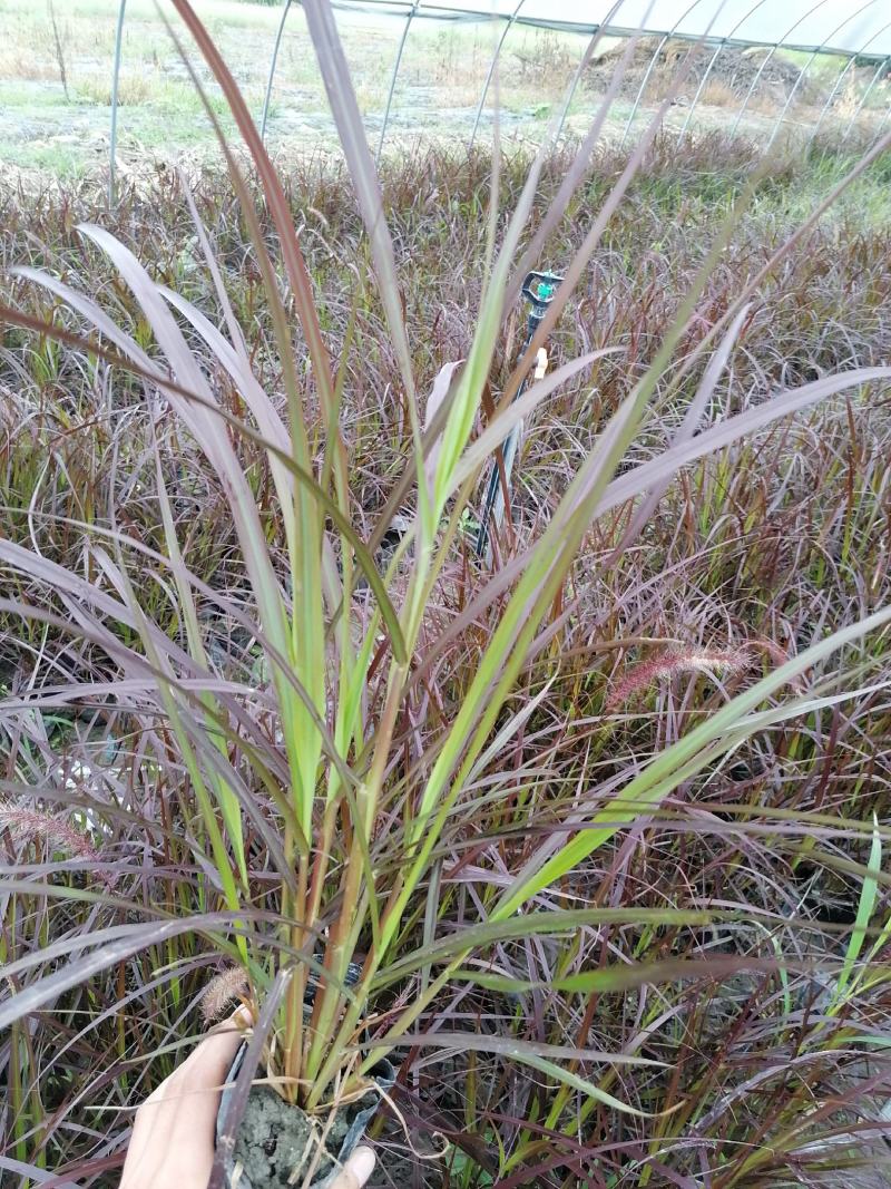 紫叶狼尾草杯苗13杯紫叶狼尾草价格优惠欢迎咨询