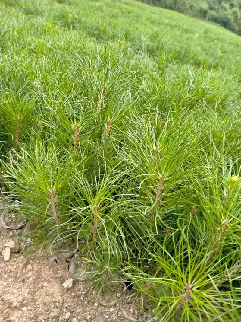 油松苗，精品油松苗，油松大田苗，基地规格型号全有