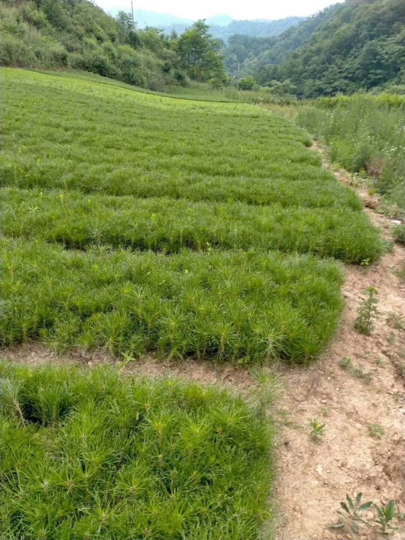 油松苗，精品油松苗，油松大田苗，基地规格型号全有