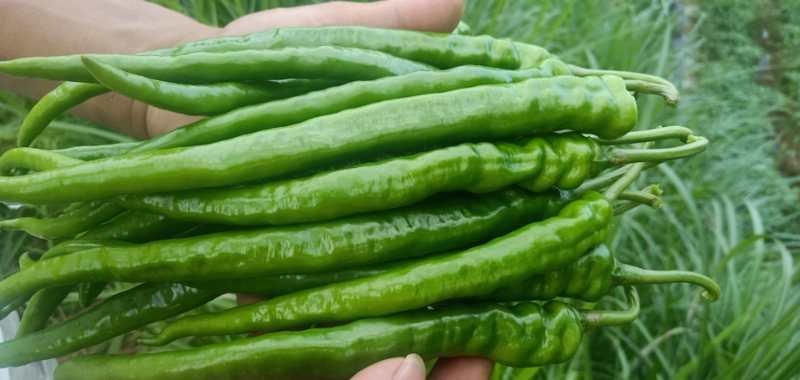 湘西6号辣椒8号辣椒