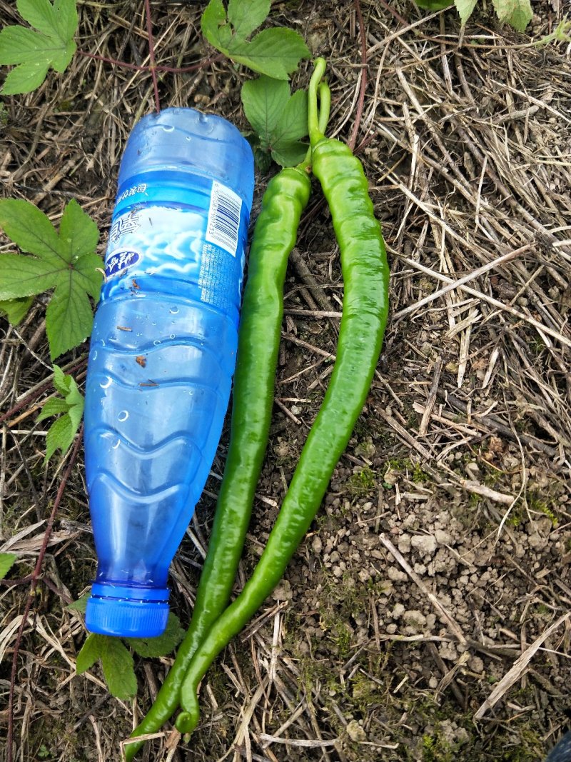 湘西6号辣椒8号辣椒
