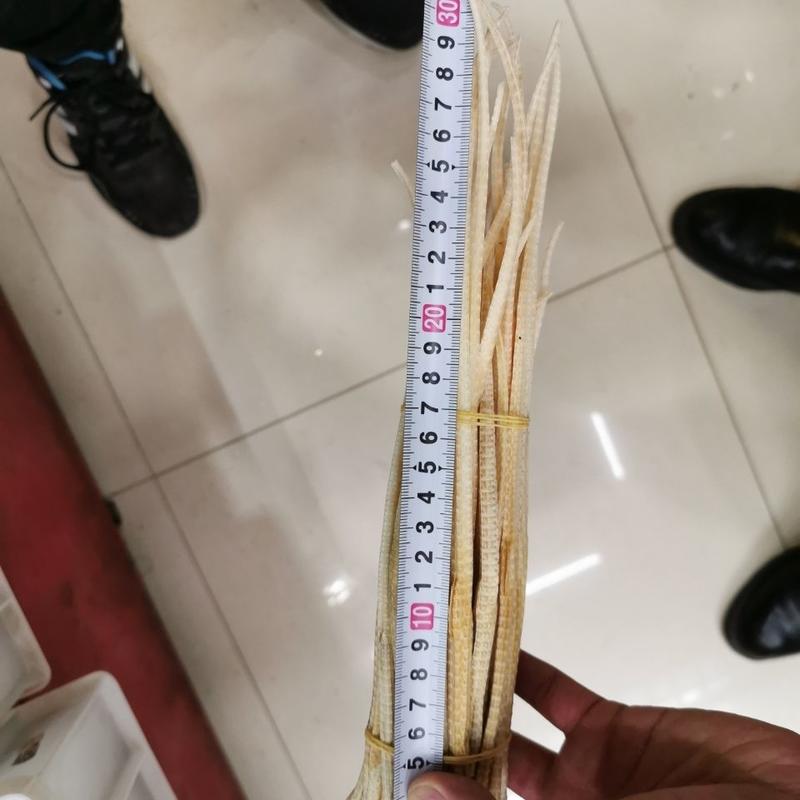 海龙干货25厘米到30厘米广东正品海龙100克