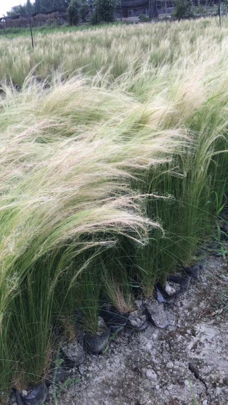 针茅小杯苗茅草杯苗基地直销，量大从优