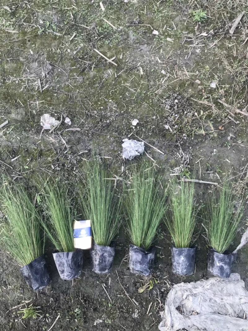 针茅小杯苗茅草杯苗基地直销，量大从优